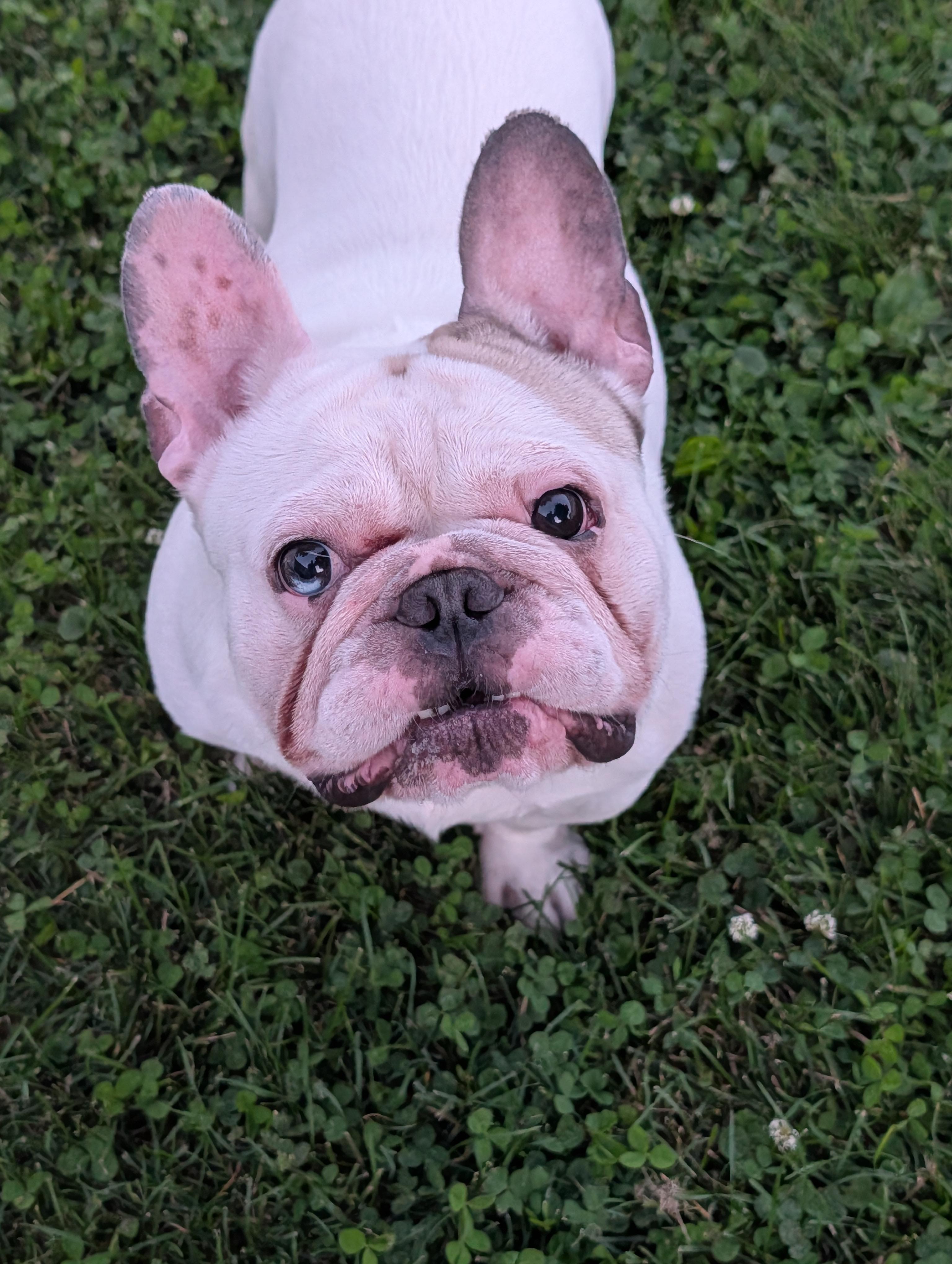 Enlarge Pancake, an adopted French Bulldog in Decatur, IL image 1/1