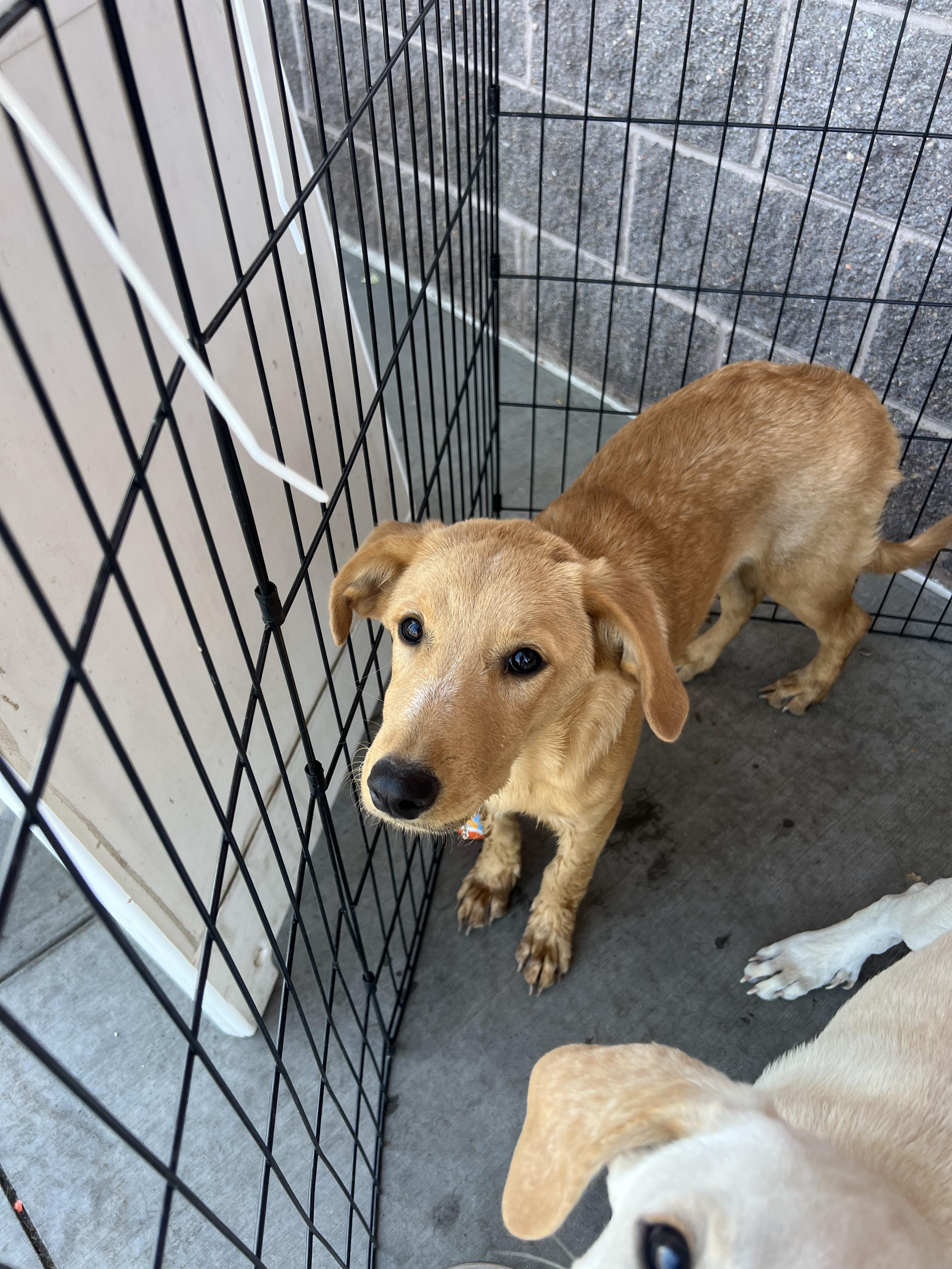 Enlarge Maddie, a Adoptable mixed breed in Fort Collins, CO image 2/5