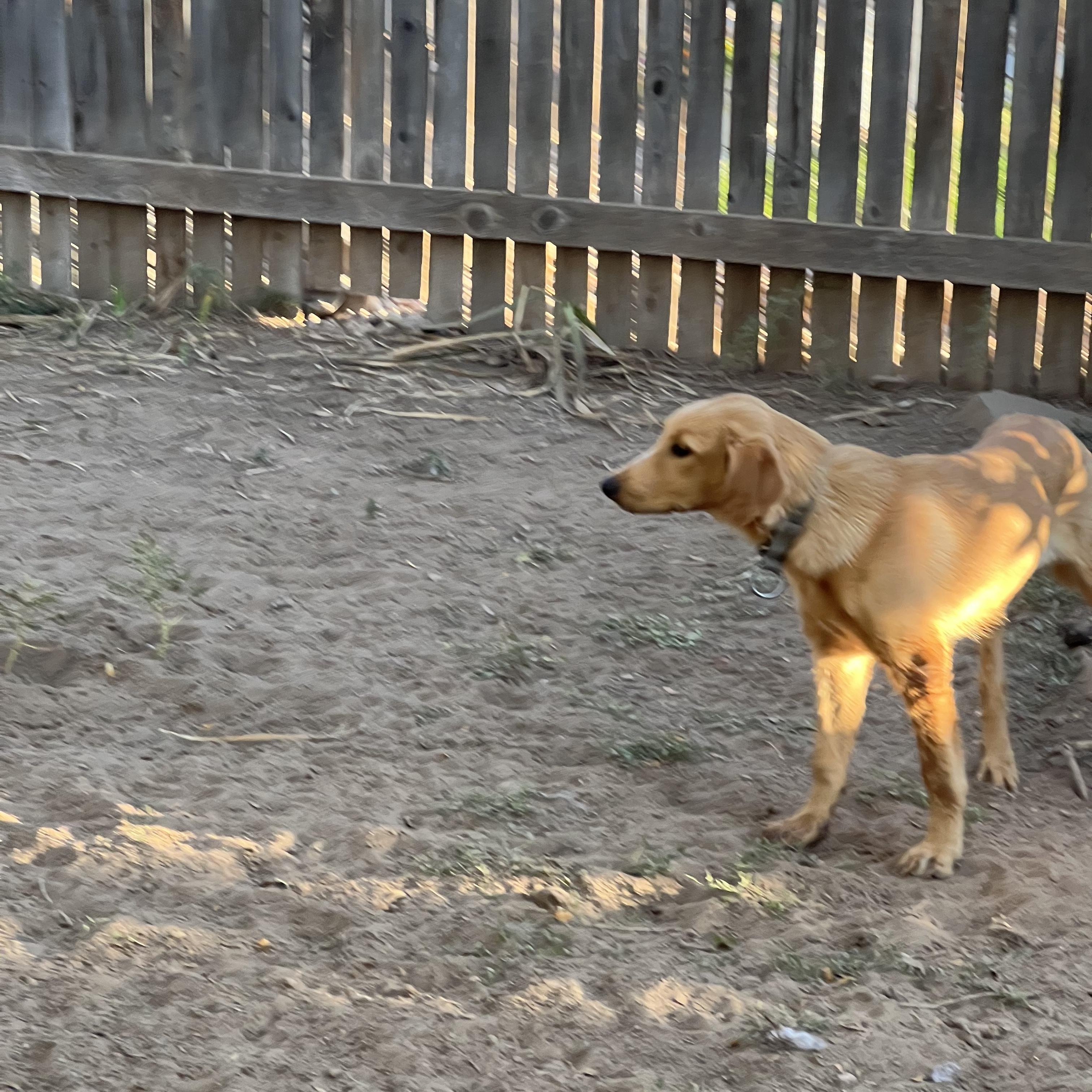 Enlarge Maddie, a Adoptable mixed breed in Fort Collins, CO image 5/5