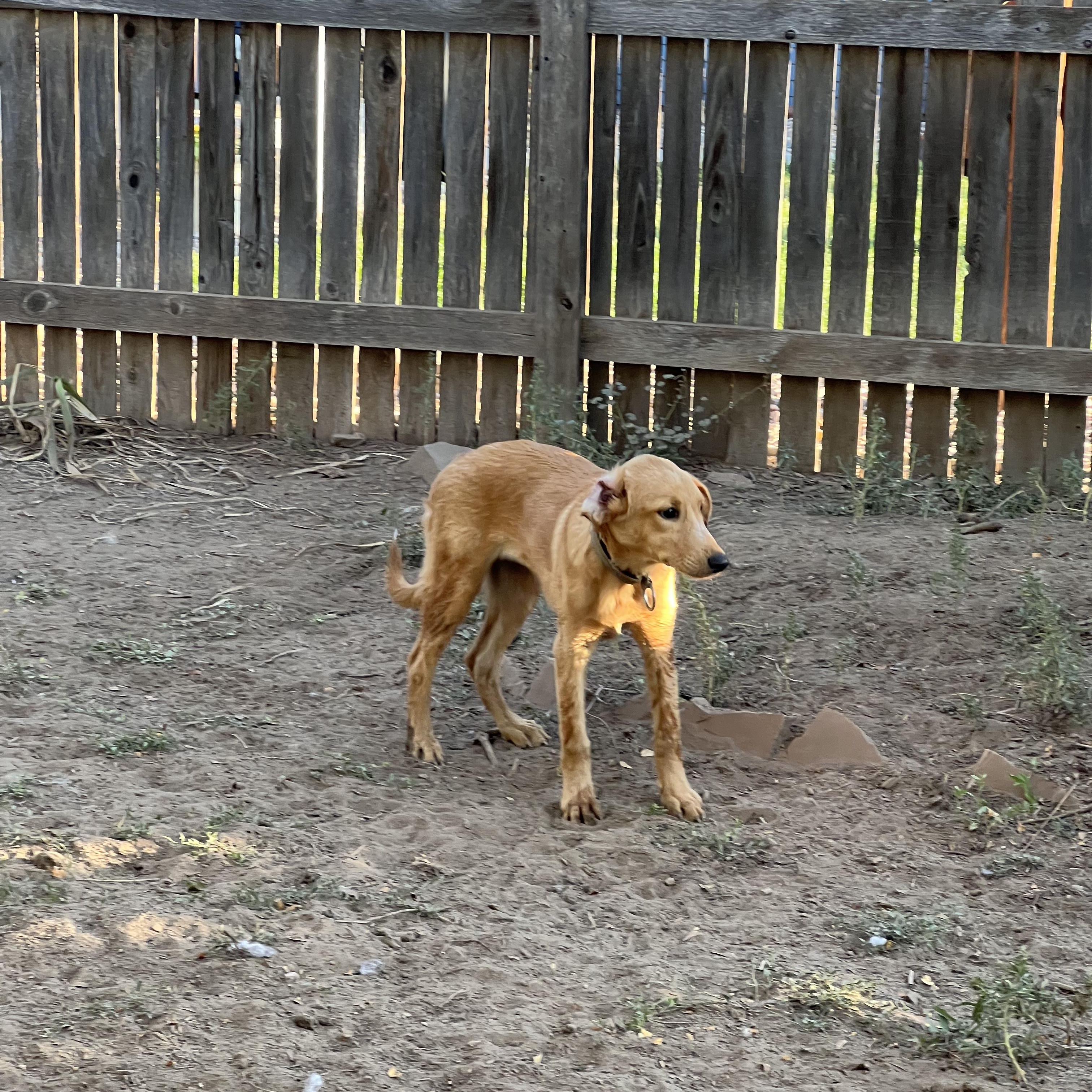 Enlarge Maddie, a Adoptable mixed breed in Fort Collins, CO image 4/5