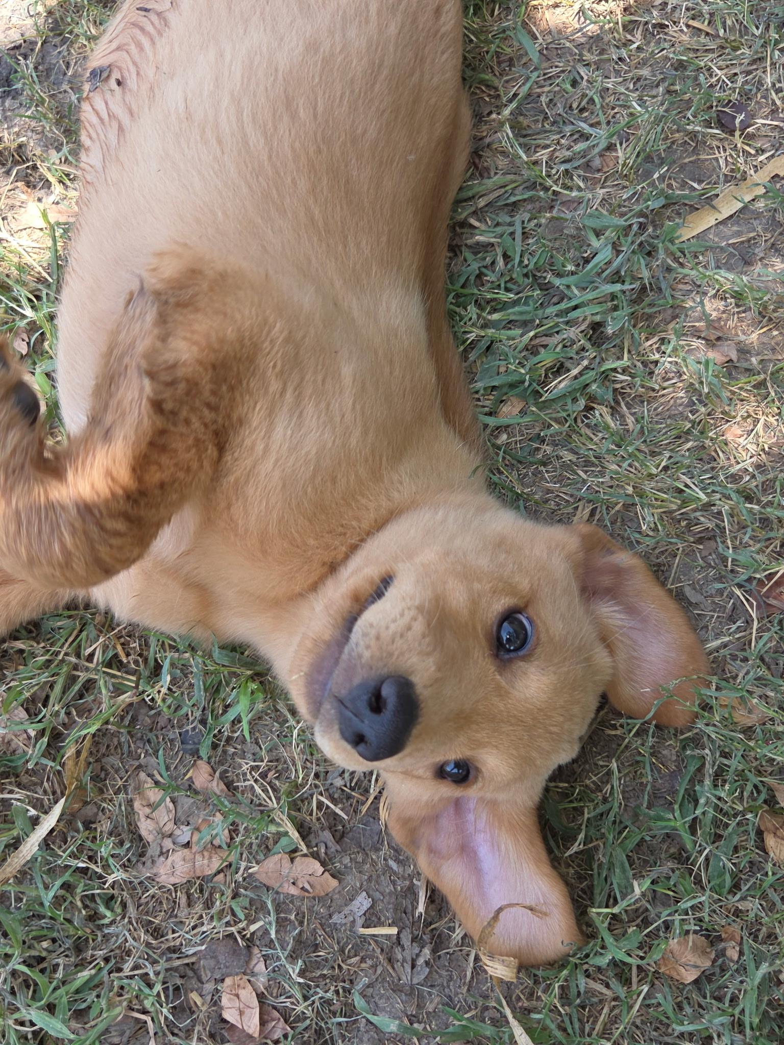 Enlarge Maddie, a Adoptable mixed breed in Fort Collins, CO image 1/5