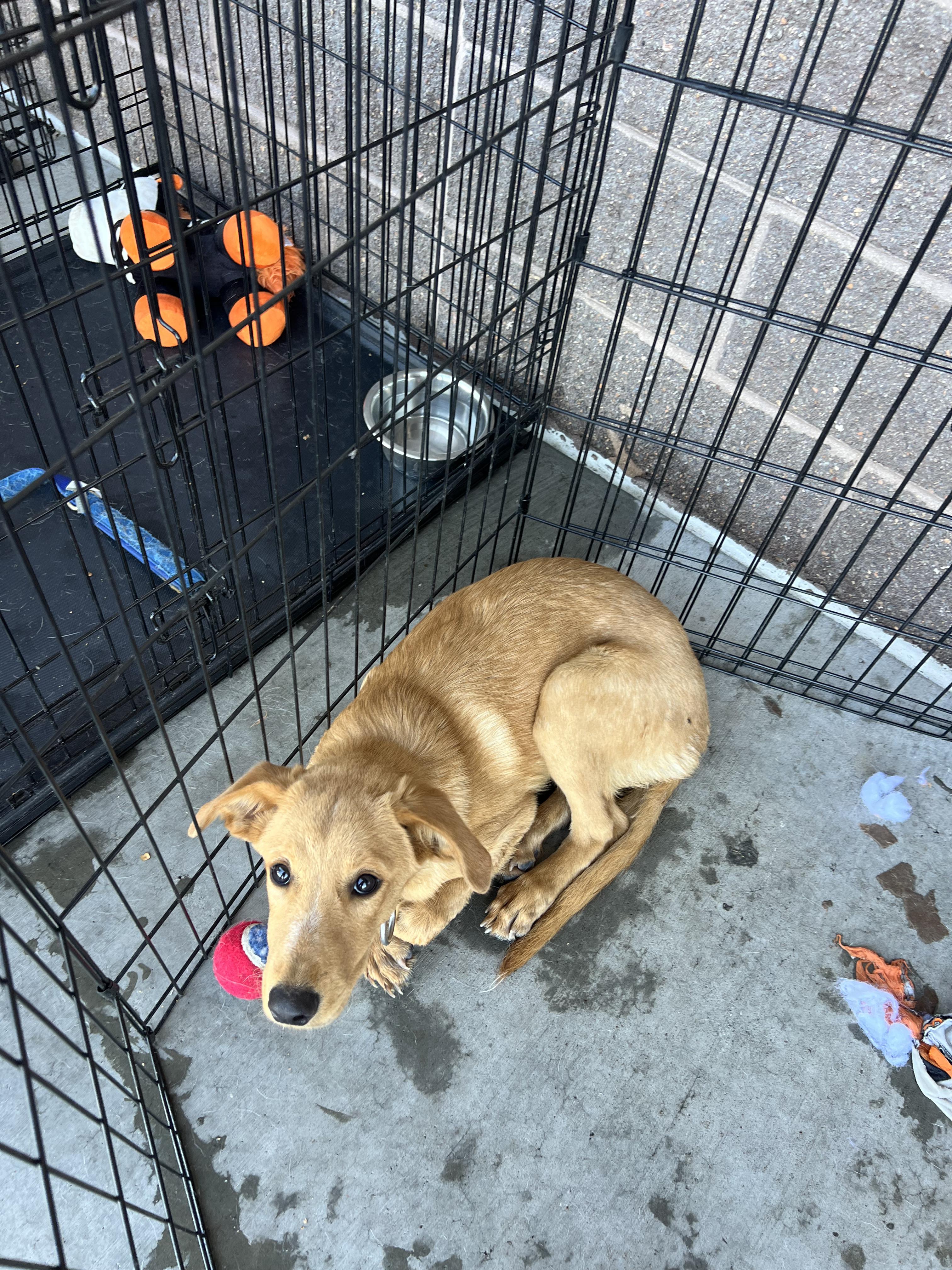 Enlarge Maddie, a Adoptable mixed breed in Fort Collins, CO image 3/5
