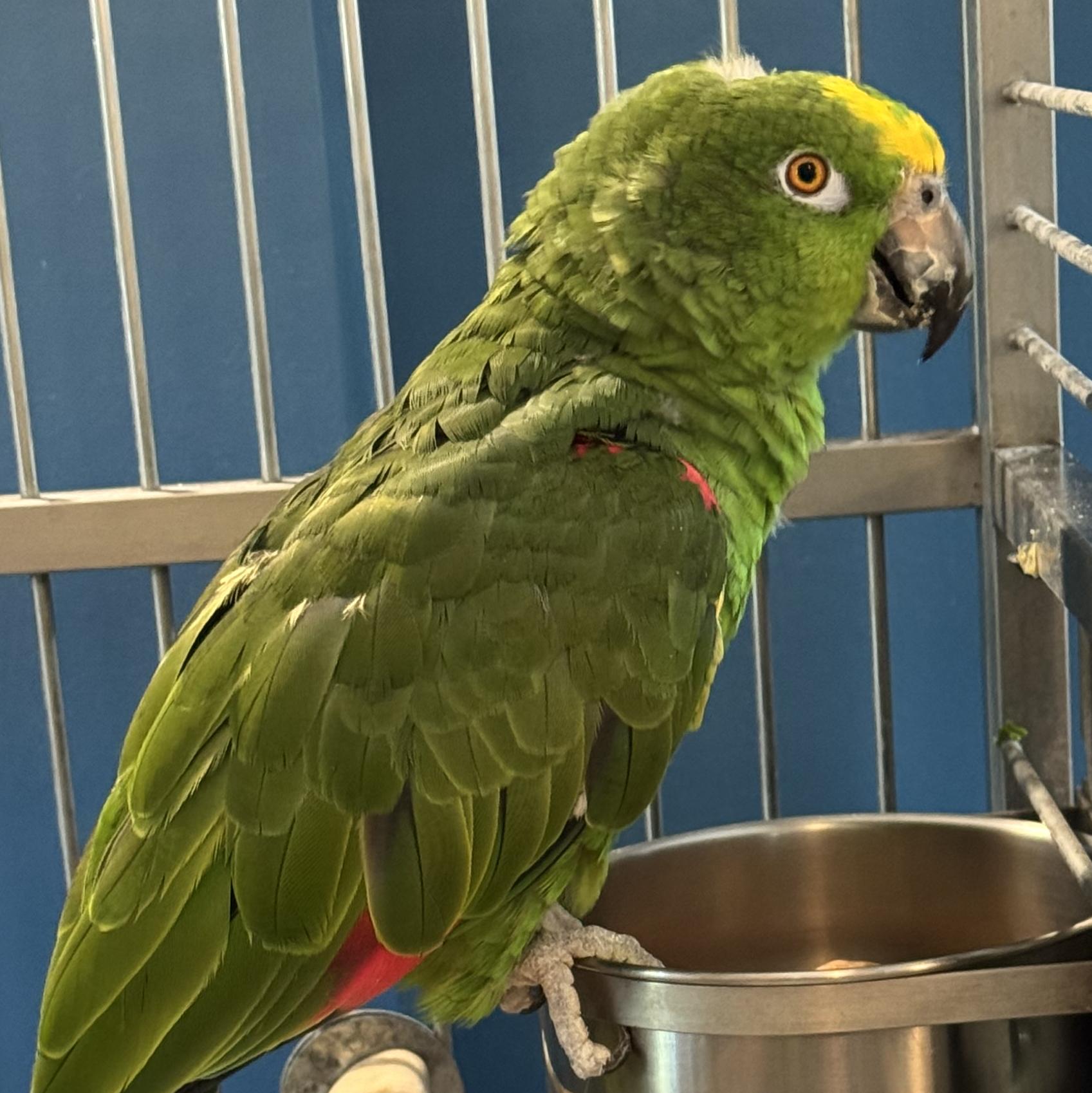 Enlarge Tiki and Chico, a Adoptable Amazon in Alexander, NC image 4/4