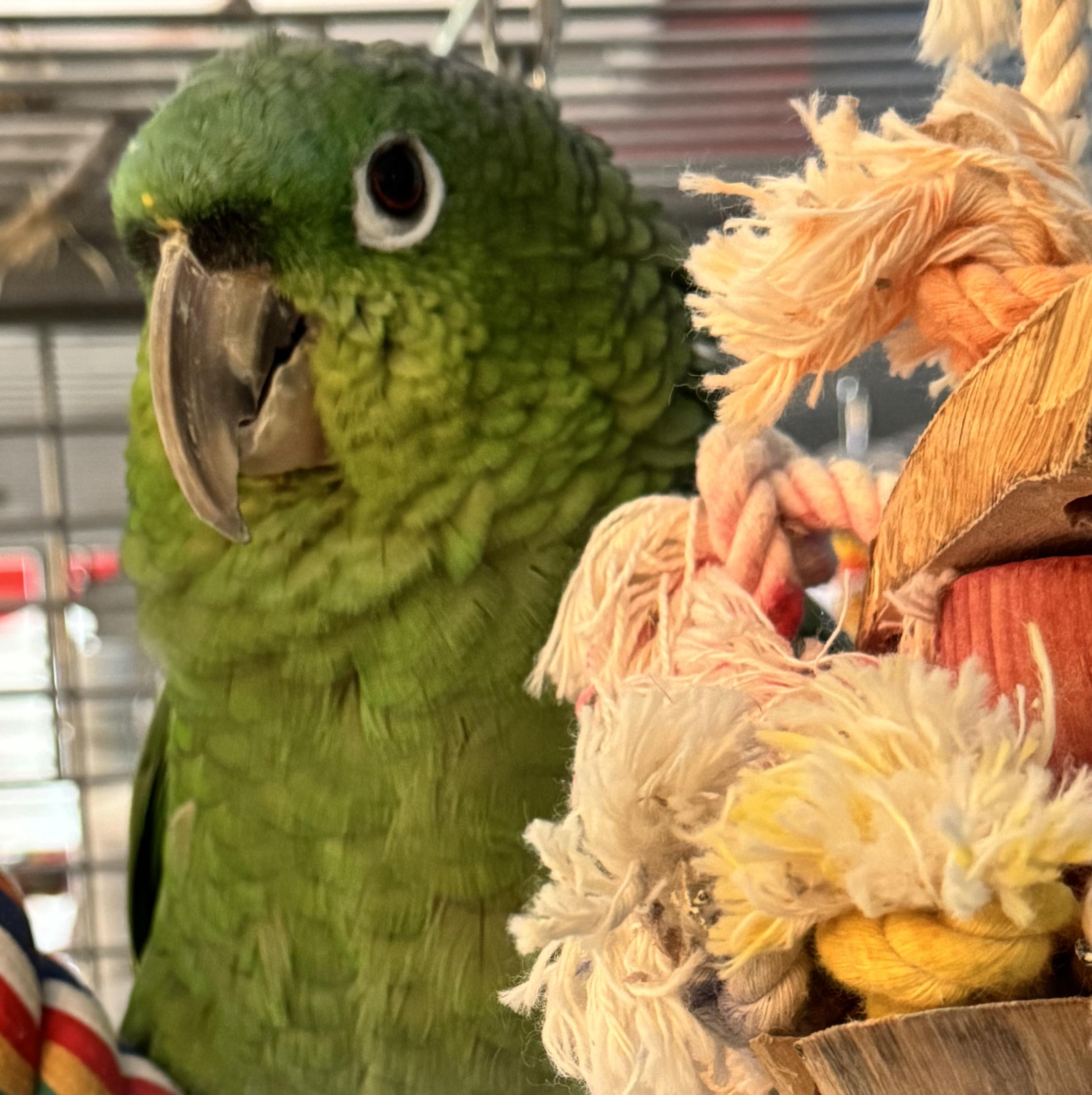 Enlarge Tiki and Chico, a Adoptable Amazon in Alexander, NC image 2/4