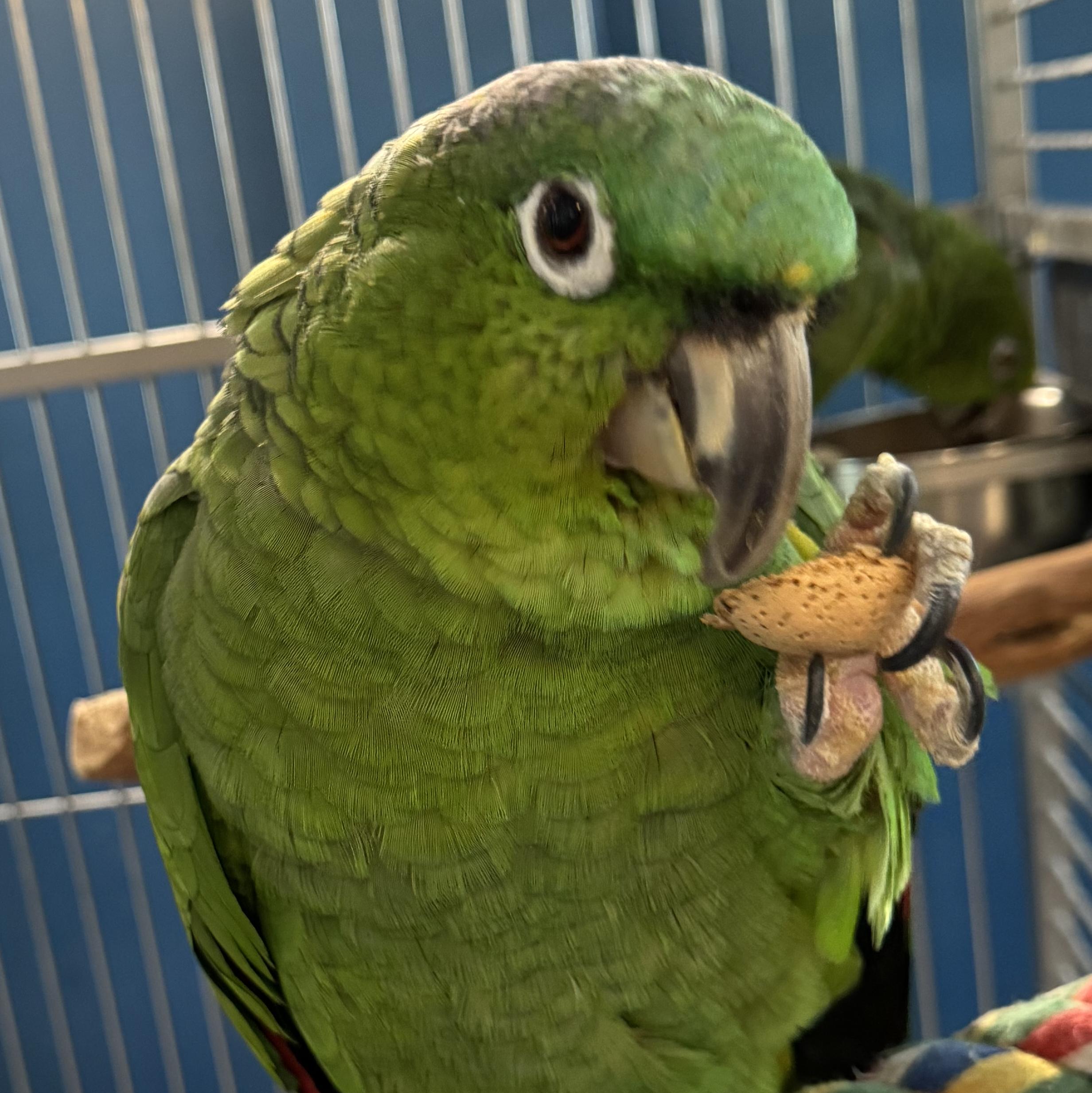 Enlarge Tiki and Chico, a Adoptable Amazon in Alexander, NC image 3/4