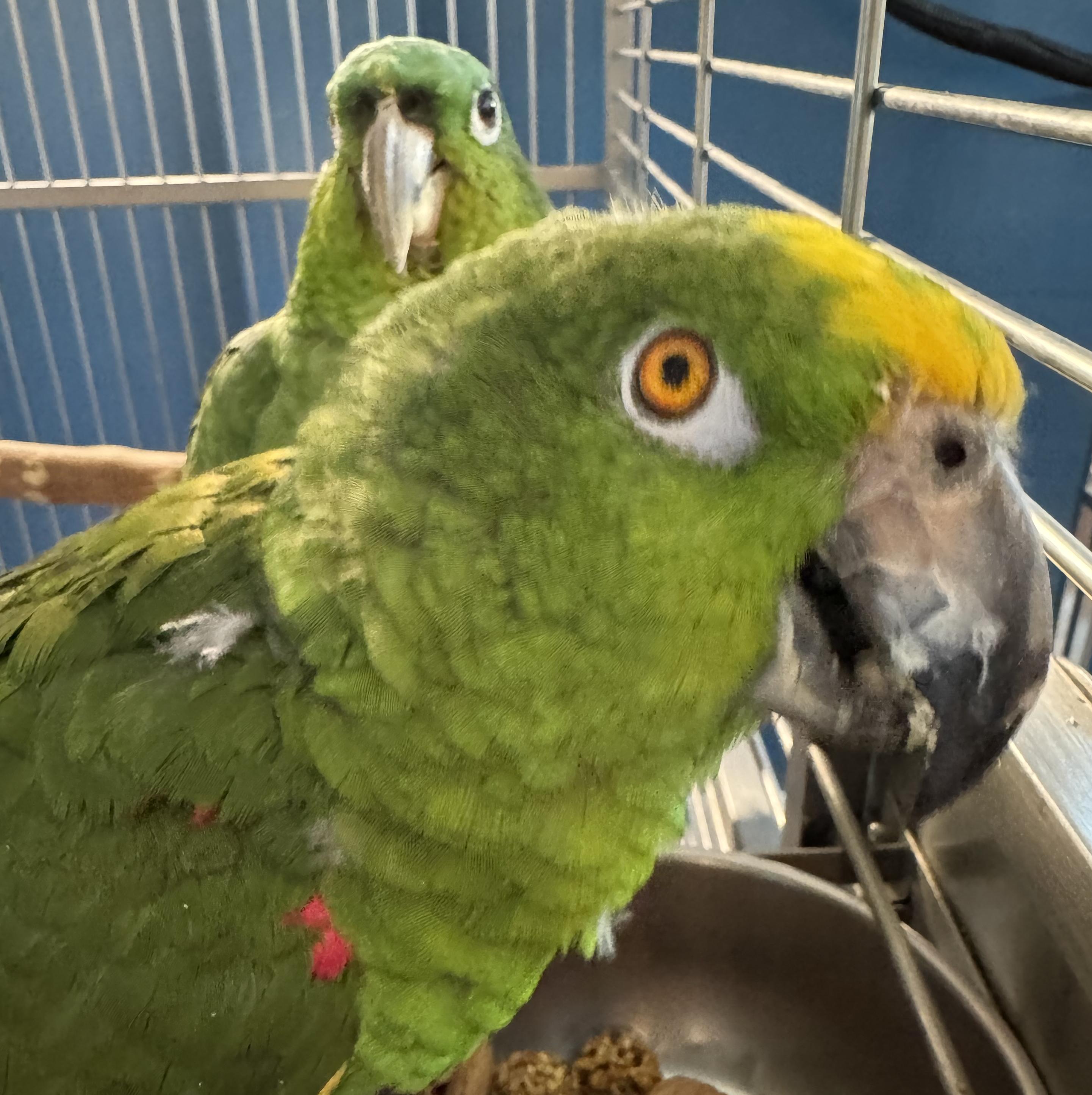 Tiki and Chico, Adoptable, Adult Male Amazon.