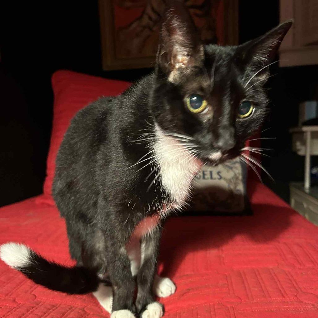 Saxby, a Adoptable Domestic Short Hair in Hampton Bays, NY image 1/2