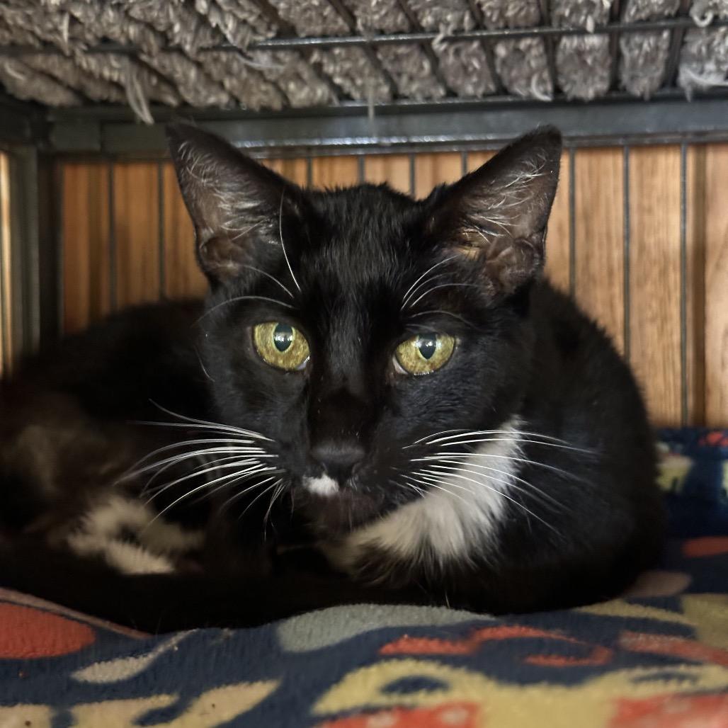 Saxby, a Adoptable Domestic Short Hair in Hampton Bays, NY image 2/2