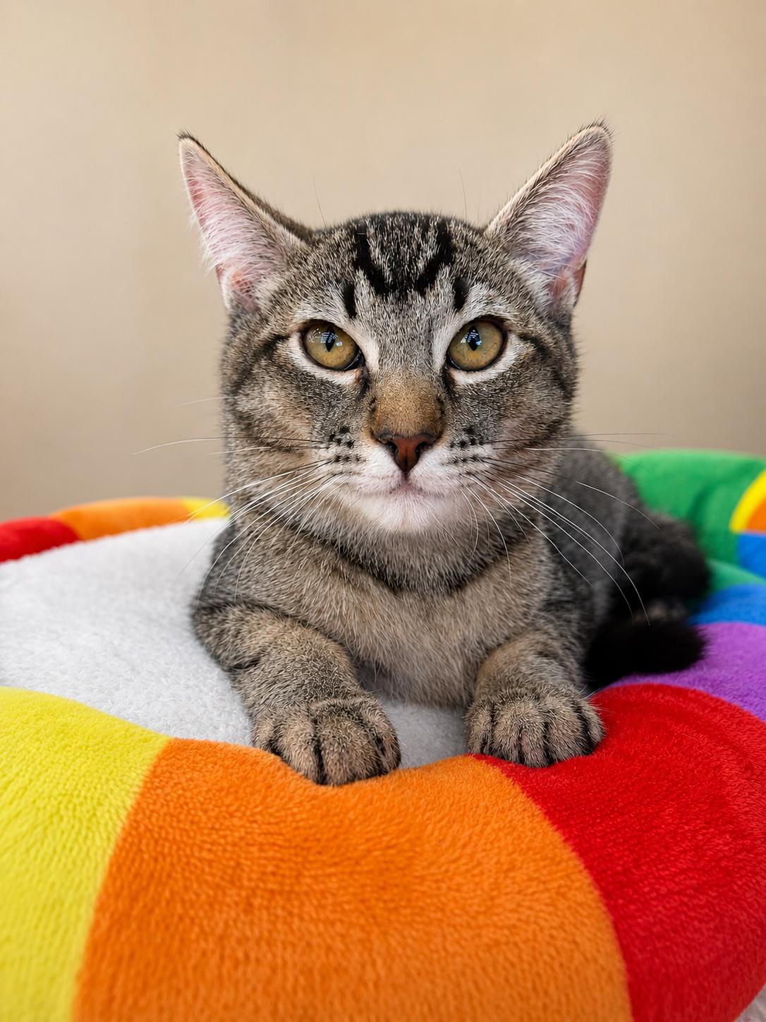 Enlarge Peter Parker, a Adoptable Domestic Short Hair in Rio Linda, CA image 1/3