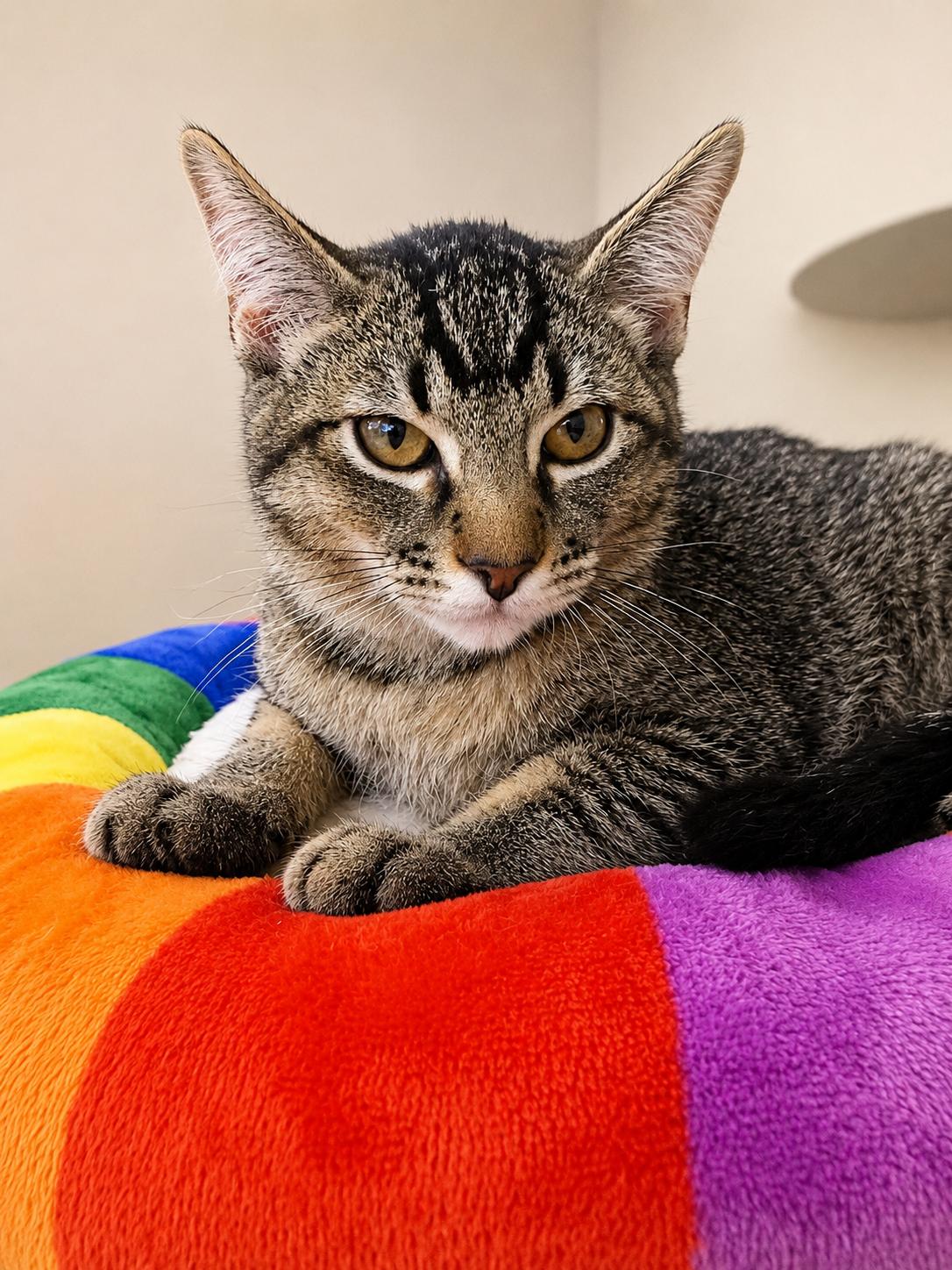 Enlarge Peter Parker, a Adoptable Domestic Short Hair in Rio Linda, CA image 2/3