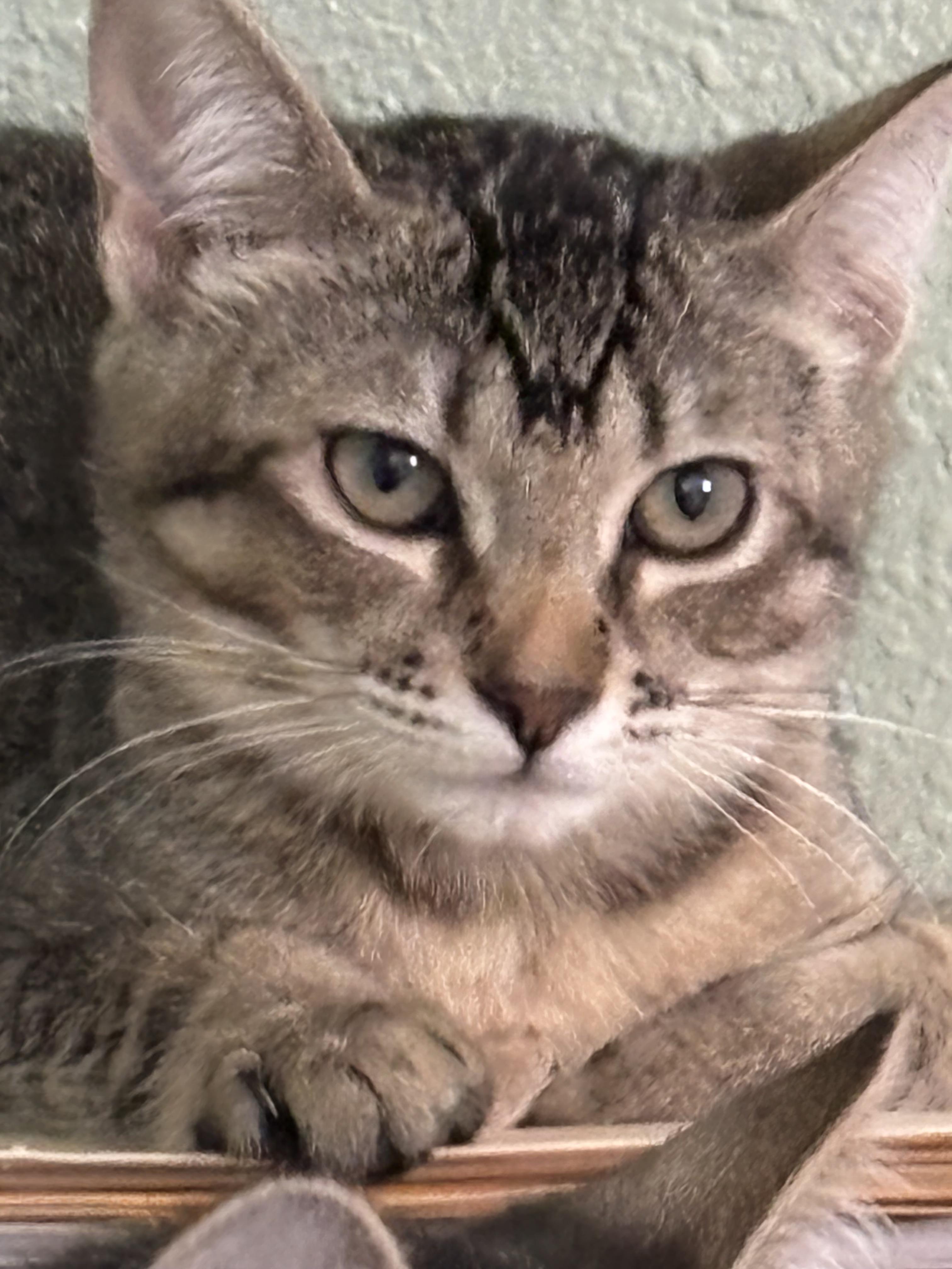 Enlarge Peter Parker, a Adoptable Domestic Short Hair in Rio Linda, CA image 3/3