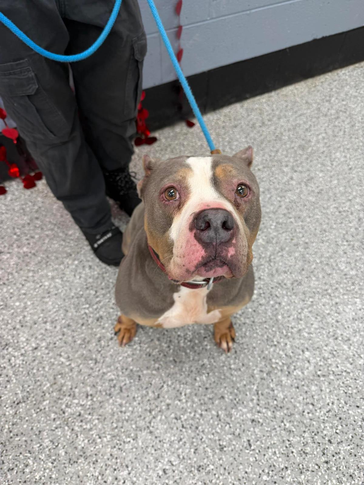 Sosa, Adoptable, Senior Male American Staffordshire Terrier.