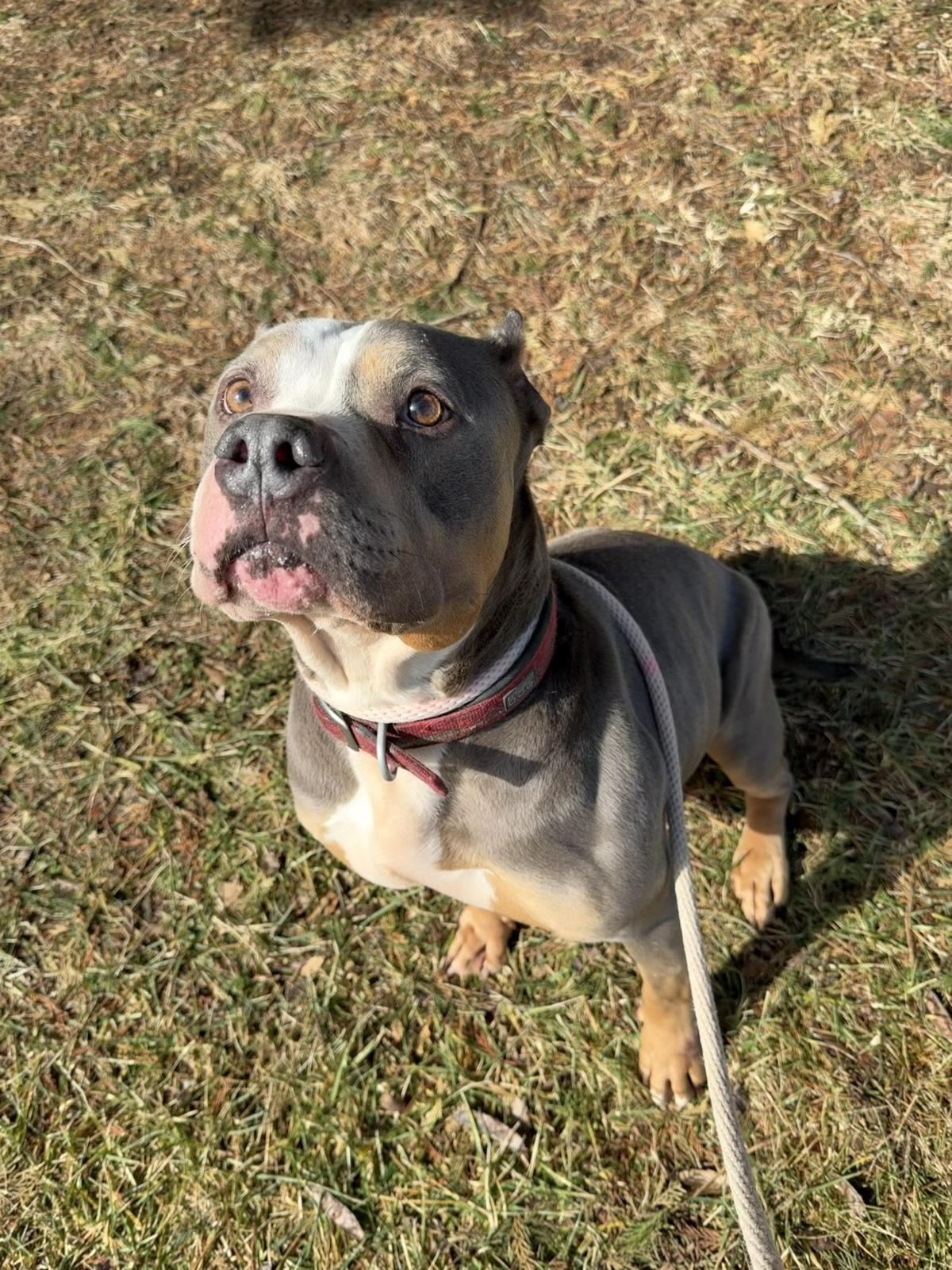 Enlarge Sosa, a Adoptable mixed breed in Front Royal, VA image 1/1