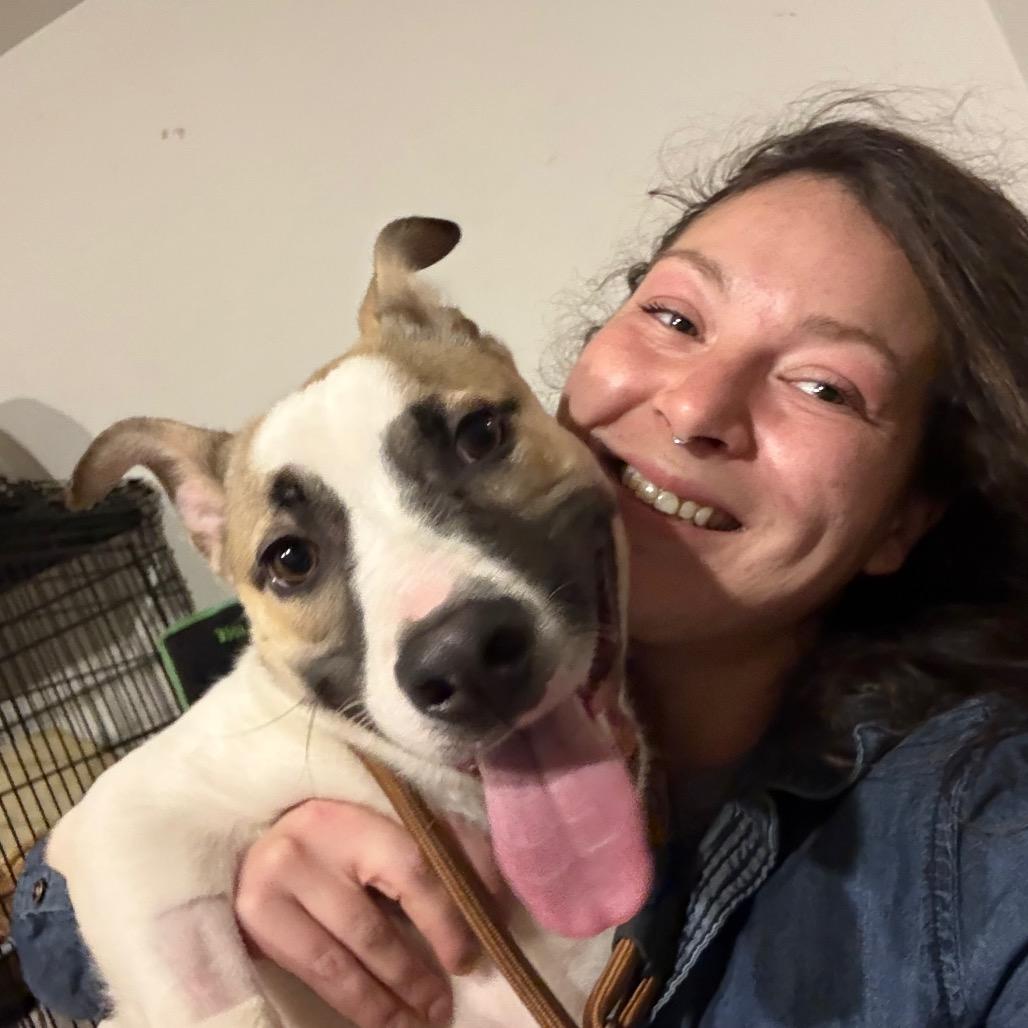 Bo, Adoptable, Young Male Terrier.