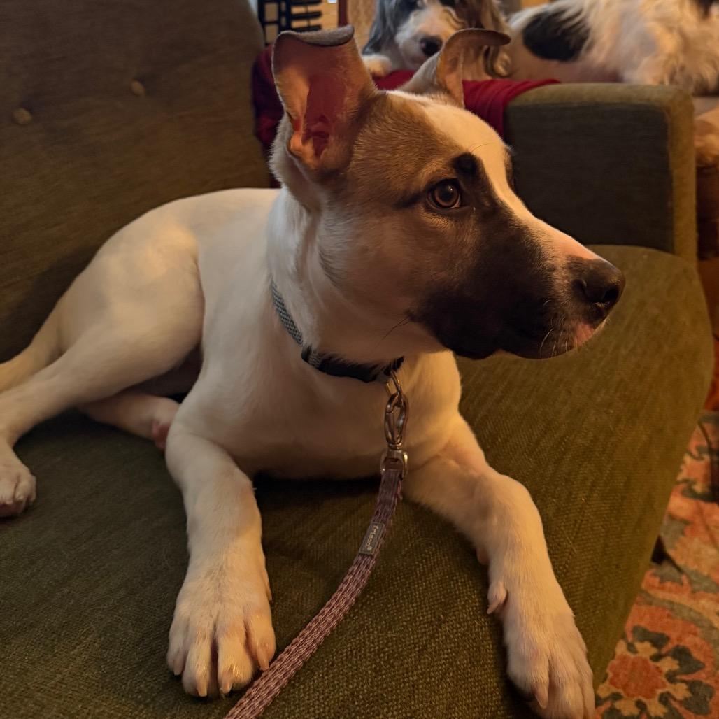 Enlarge Bo, a Adoptable Terrier in Canastota, NY image 2/3