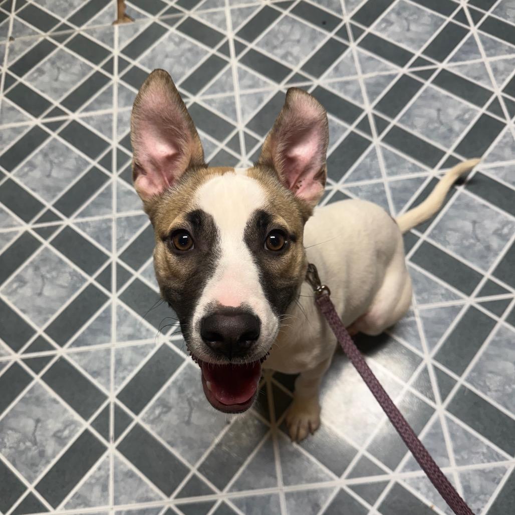 Enlarge Bo, a Adoptable Terrier in Canastota, NY image 3/3