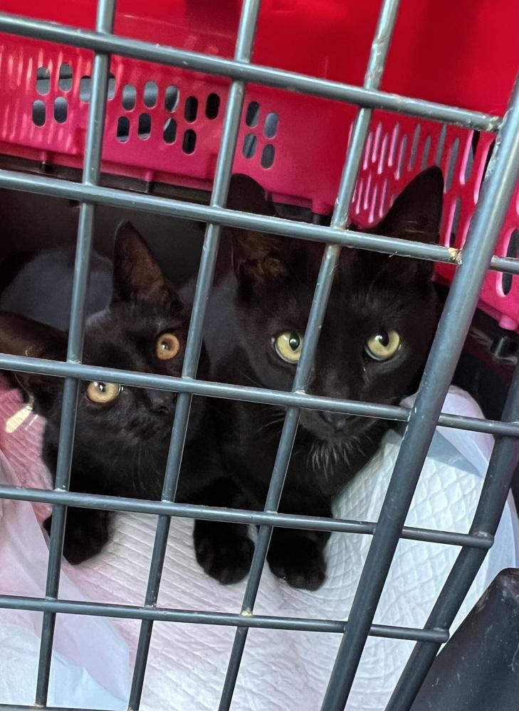 Mommy Raven, Adopted, Young Female American Shorthair.