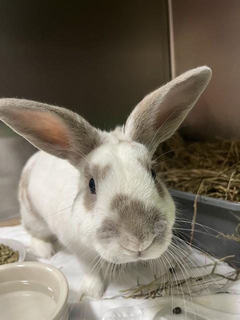 PINTO, Adoptable, Adult Male Bunny Rabbit.