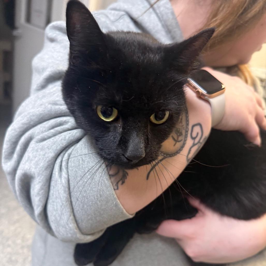 Linx, Adoptable, Adult Male Domestic Short Hair.