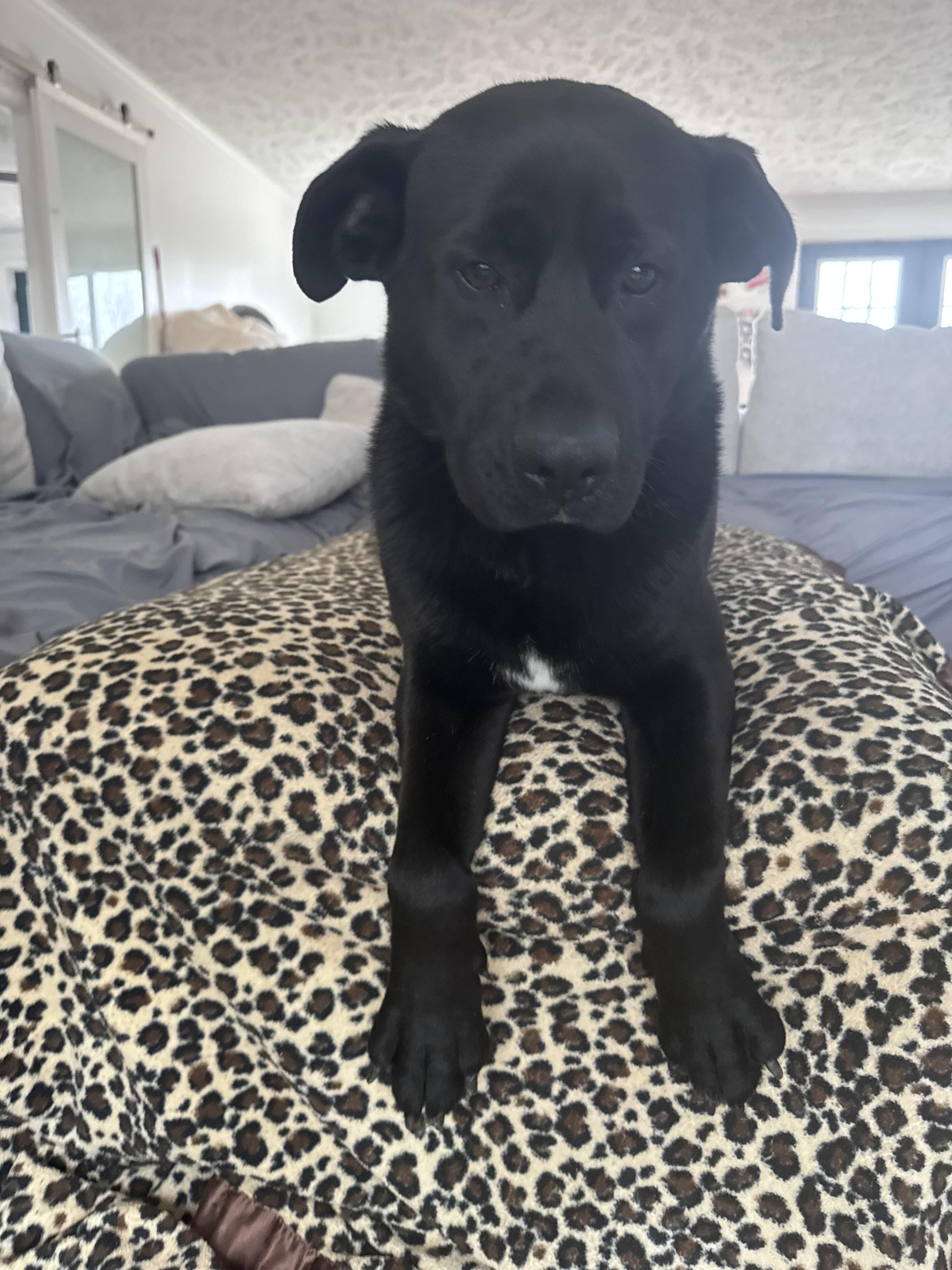 Sarge