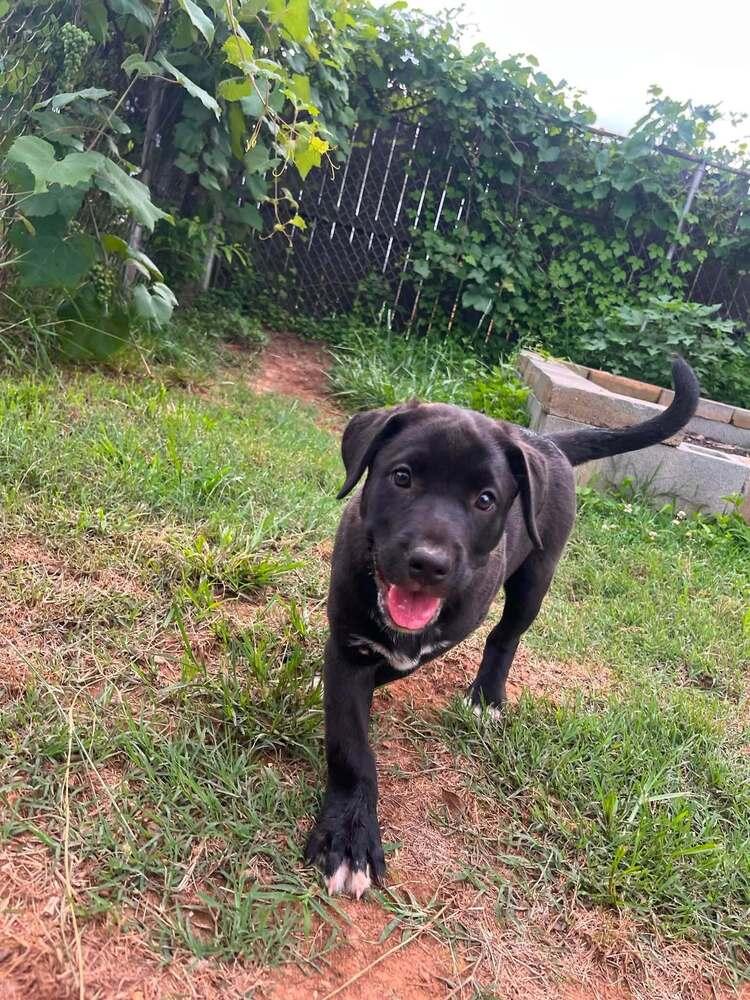D.W., Adoptable, Puppy Female Mixed Breed.