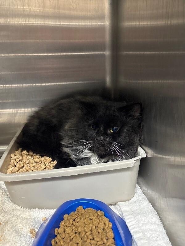 Tarot, Adoptable, Adult Male Domestic Long Hair.