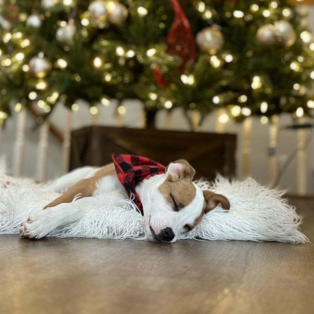 Enlarge DASHER, a ADOPTABLE mixed breed in La Grange, KY image 5/5