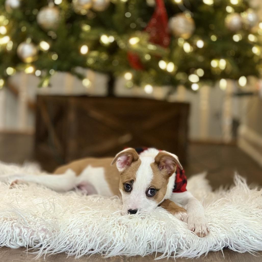 Enlarge DASHER, a ADOPTABLE mixed breed in La Grange, KY image 2/5