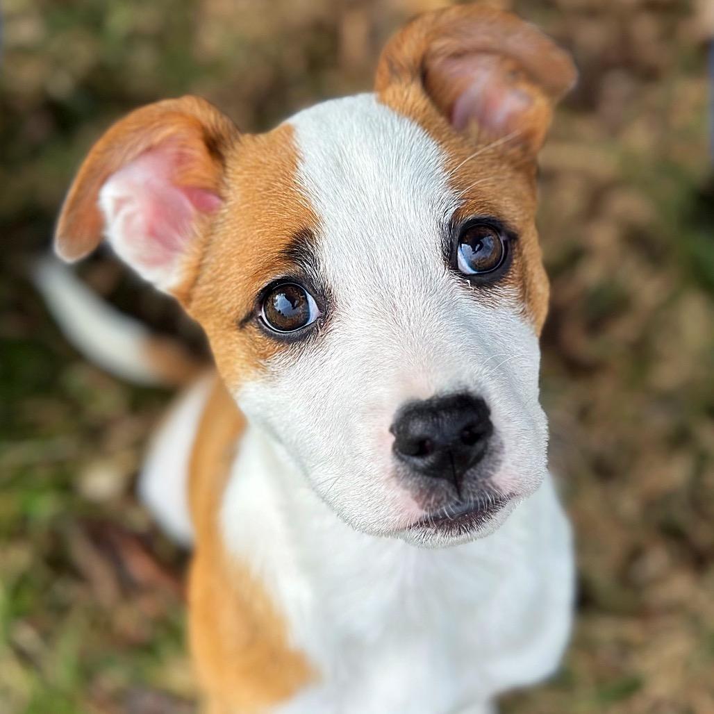 DASHER, ADOPTABLE, Puppy Male Terrier.
