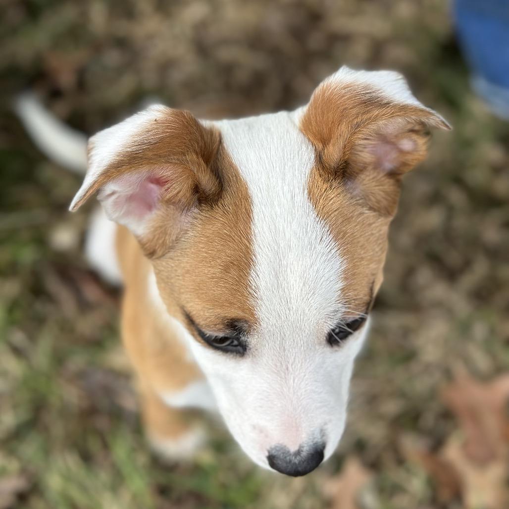 Enlarge DASHER, a ADOPTABLE mixed breed in La Grange, KY image 3/5