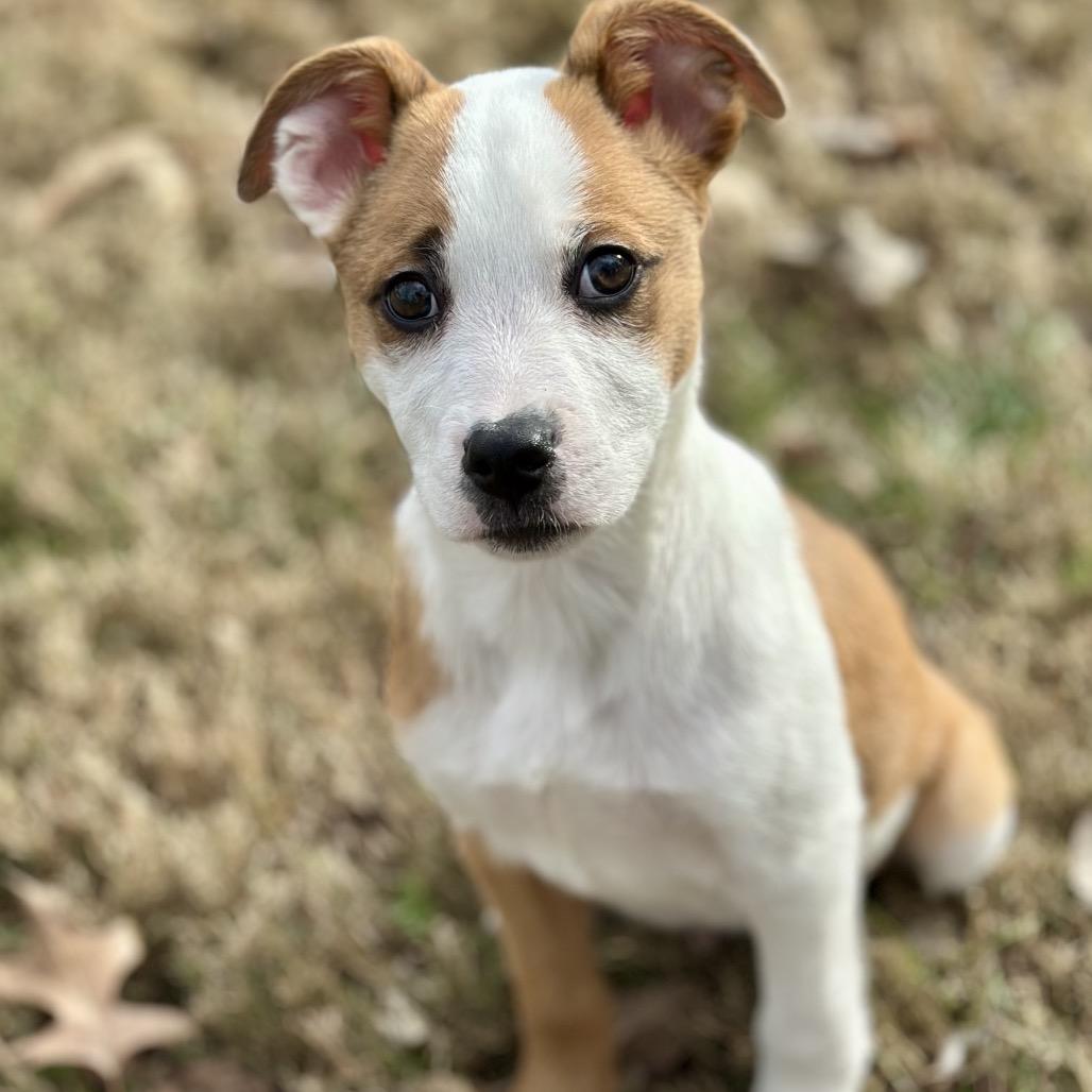 Enlarge DASHER, a ADOPTABLE mixed breed in La Grange, KY image 4/5