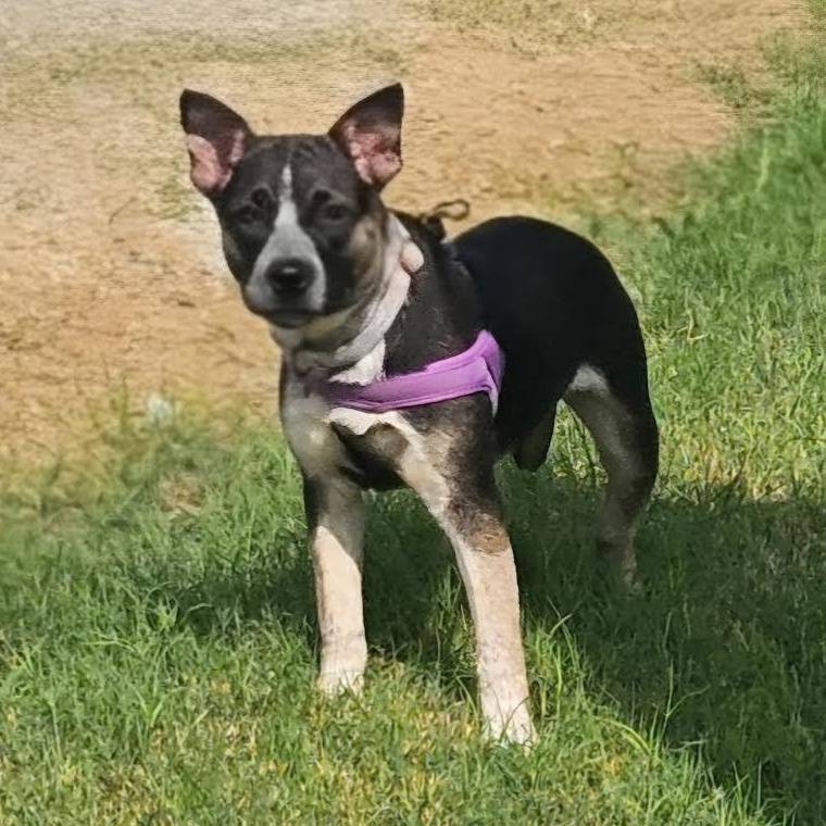 Nyathera, a Adoptable mixed breed in Oshkosh, WI image 3/5
