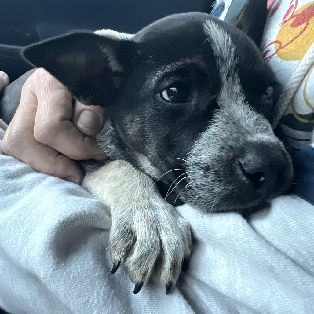 Nyathera, a Adoptable mixed breed in Oshkosh, WI image 5/5