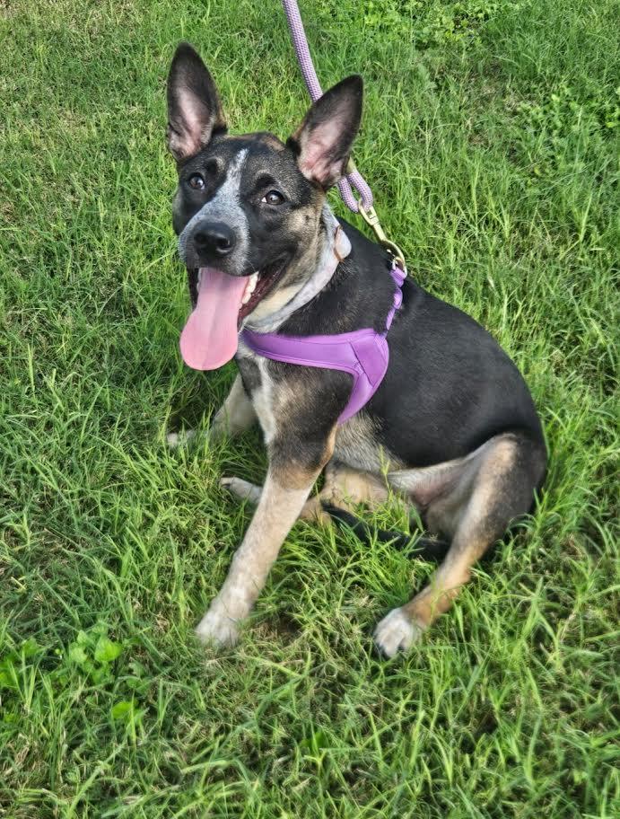 Nyathera, a Adoptable mixed breed in Oshkosh, WI image 2/5