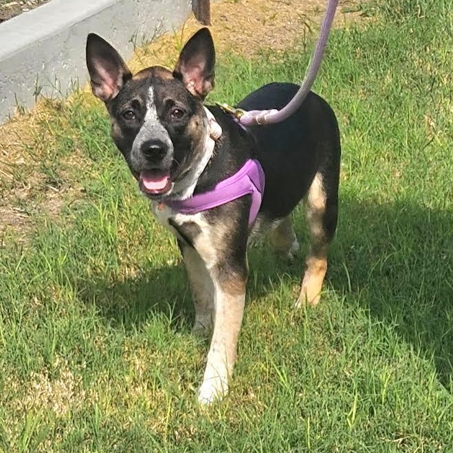 Nyathera, a Adoptable mixed breed in Oshkosh, WI image 1/5