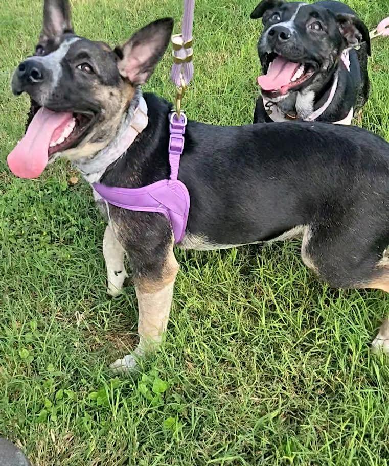 Nyathera, a Adoptable mixed breed in Oshkosh, WI image 4/5