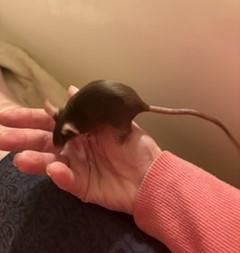 Humerus, ADOPTABLE, Young Female Mouse.