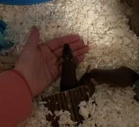 Enlarge Humerus, a ADOPTABLE Mouse in Saint Paul, MN image 2/4