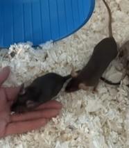 Enlarge Humerus, a ADOPTABLE Mouse in Saint Paul, MN image 4/4