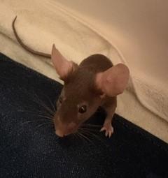 Humerus, ADOPTABLE, Young Female Mouse.