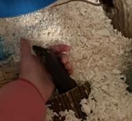 Enlarge Humerus, a ADOPTABLE Mouse in Saint Paul, MN image 1/4