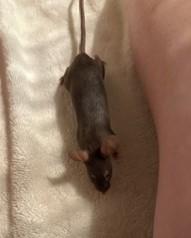 Enlarge Humerus, a ADOPTABLE Mouse in Saint Paul, MN image 6/6