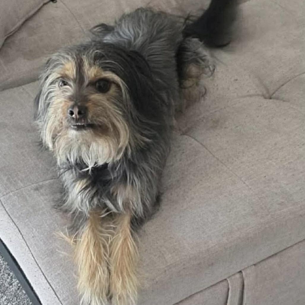 Kingston, Adoptable, Adult Male Yorkshire Terrier & Shih Tzu.