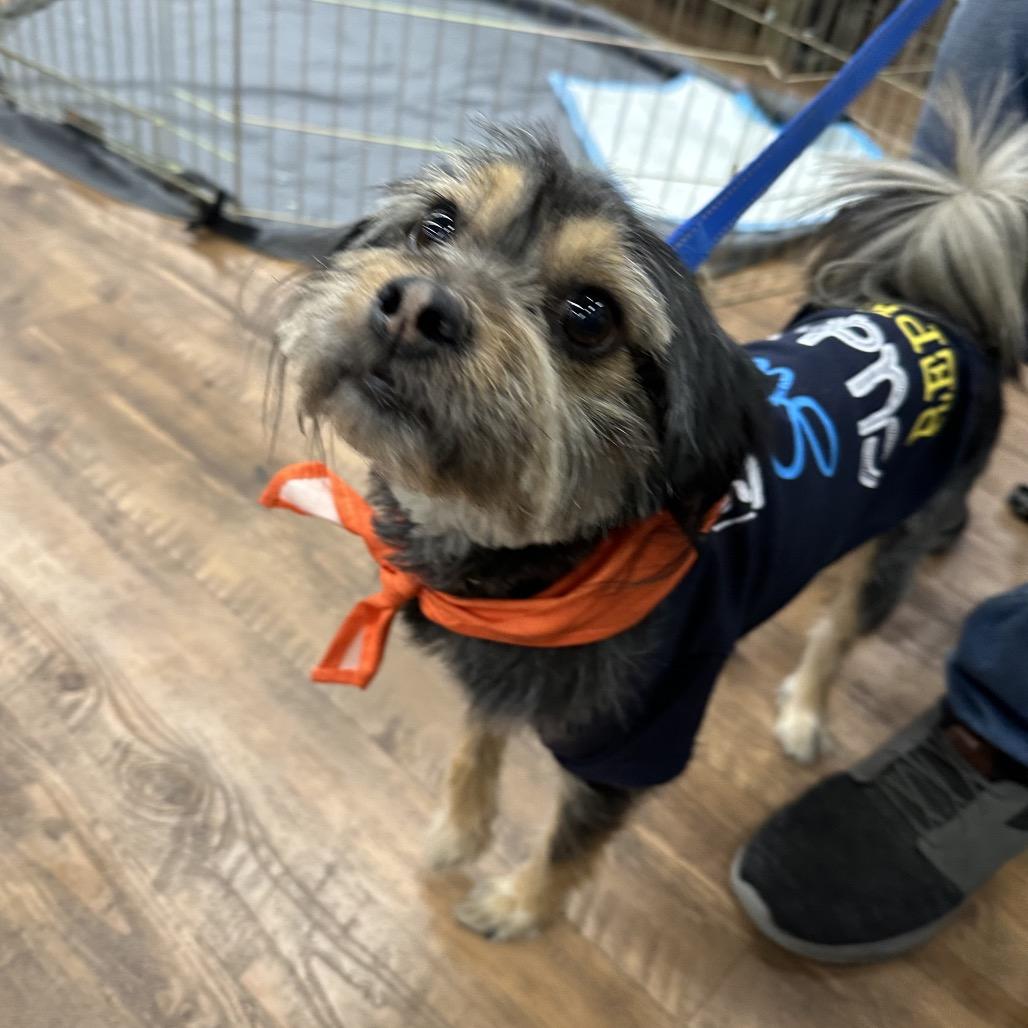 Enlarge Kingston, a Adoptable mixed breed in Las Vegas, NV image 1/6