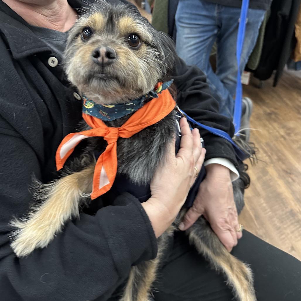 Enlarge Kingston, a Adoptable mixed breed in Las Vegas, NV image 2/6