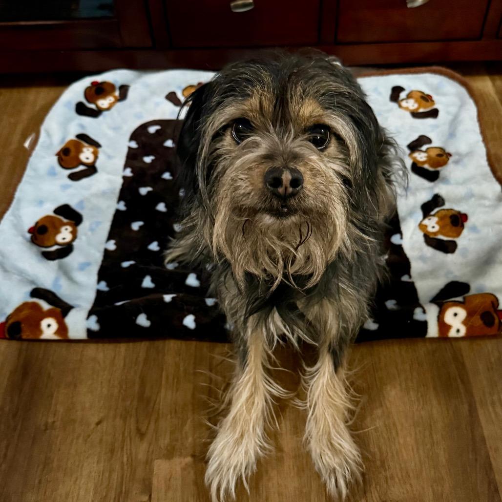 Enlarge Kingston, a Adoptable mixed breed in Las Vegas, NV image 2/3