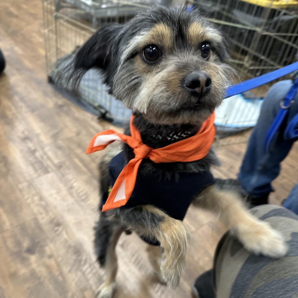 Enlarge Kingston, a Adoptable mixed breed in Las Vegas, NV image 3/6