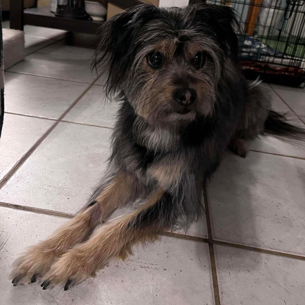 Kingston, Adoptable, Adult Male Yorkshire Terrier & Shih Tzu.