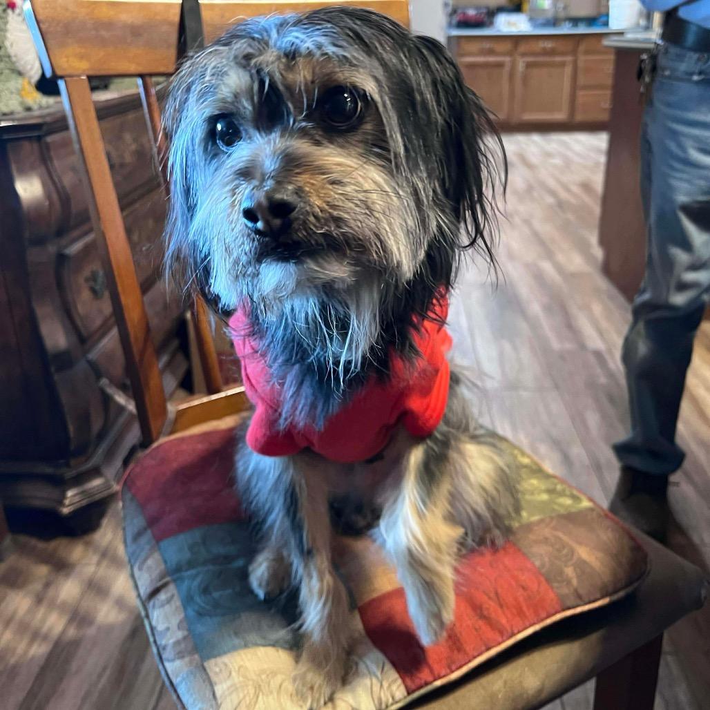 Enlarge Kingston, a Adoptable mixed breed in Las Vegas, NV image 6/6