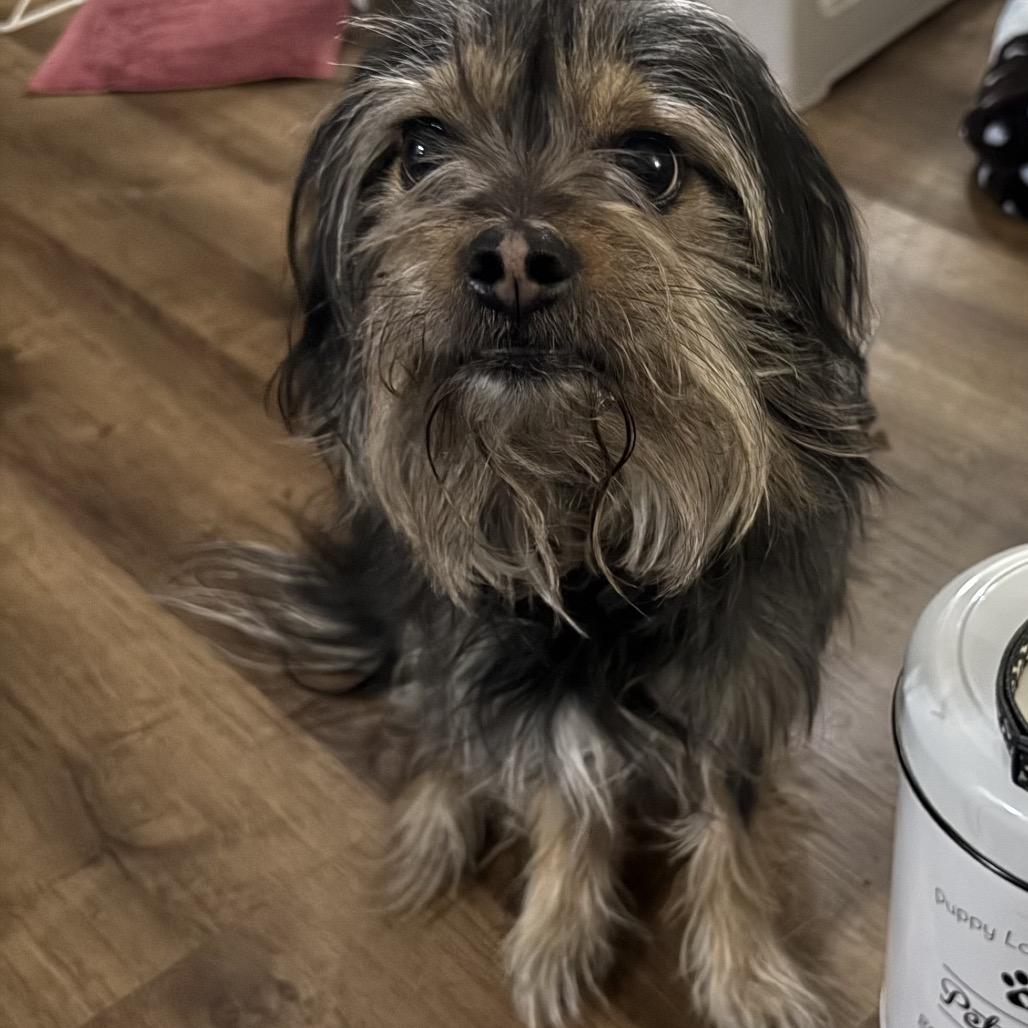 Enlarge Kingston, a Adoptable mixed breed in Las Vegas, NV image 3/3